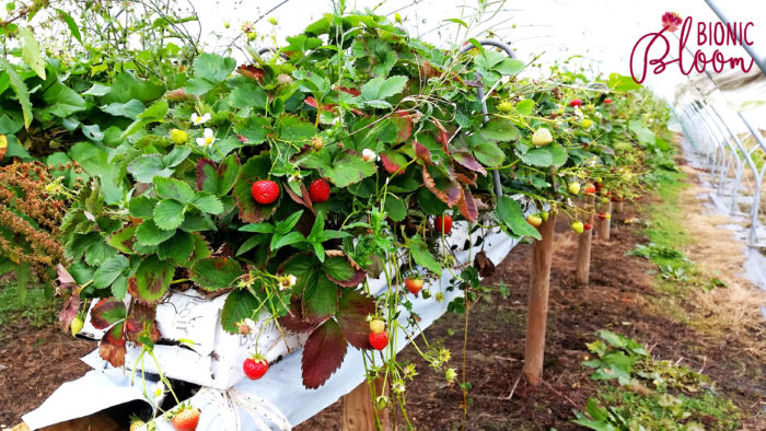 Farm Fresh strawberries at primrose vale farm