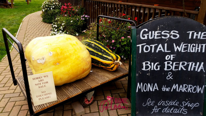 Farm Fresh squash at primrose vale farm