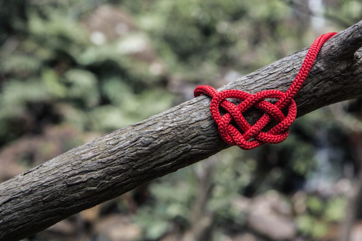 heart disease risk rope in tree